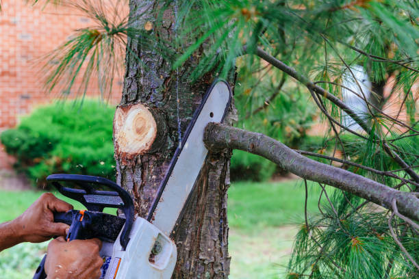 Best Palm Tree Trimming  in Dahlone, GA